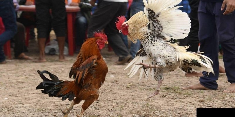 Gà đá là gà chuyên dùng để tham chiến trên đấu trường