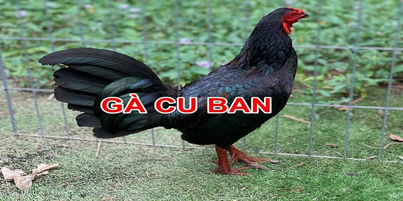 Dấu hiệu nhận biết gà Cuban